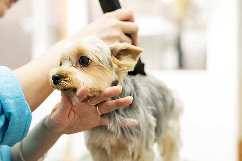 カウンセリングの時間を大切にしながら、愛犬に最適なスタイルをご提案いたします。