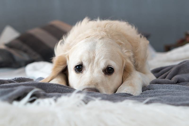 飼い主さまに代わり、大切な愛犬を心を込めてお預かりいたします。